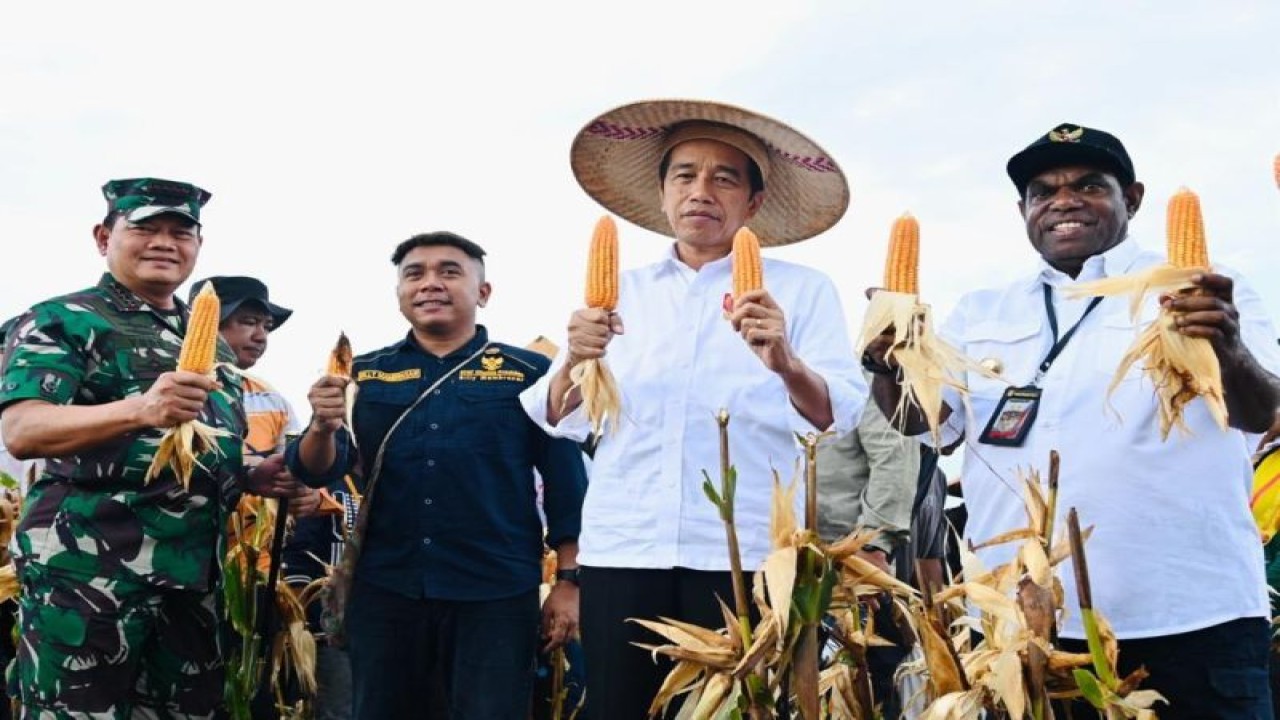 Presiden Joko Widodo (kedua kiri) saat memegang jagung (ANTARA/HO-Sekretariat Presiden)