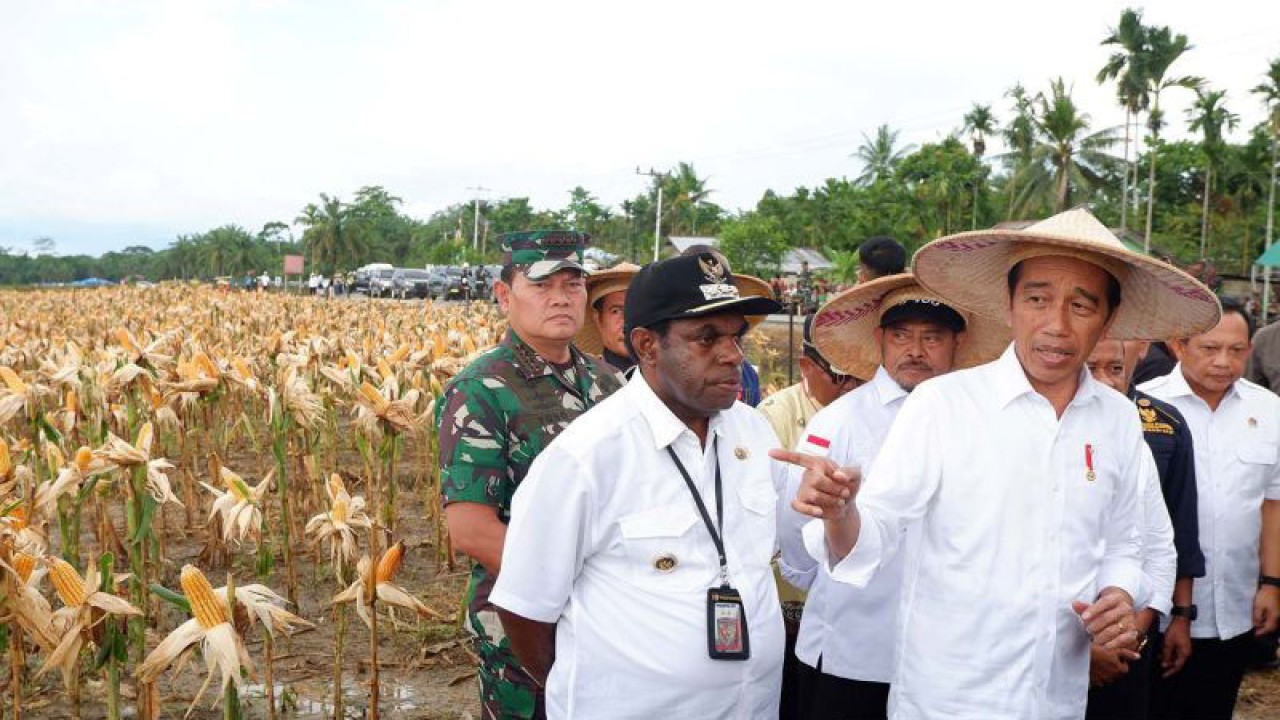 Presiden Joko Widodo (kanan) berbincang dengan Bupati Keerom Piter Gusbager (kiri) usai memanen jagung di kawasan lumbung pangan (food estate) Kampung Wambes, Distrik Mannem, Keerom, Papua, Kamis (6/7/2023). Panen perdana di lahan lumbung pangan tersebut menghasilkan 7 ton per hektare melebihi standar nasional yakni 5,6 ton per hektare sehingga dapat memenuhi kebutuhan jagung nasional khususnya Indonesia Timur. (ANTARA FOTO/Sakti Karuru/aww)