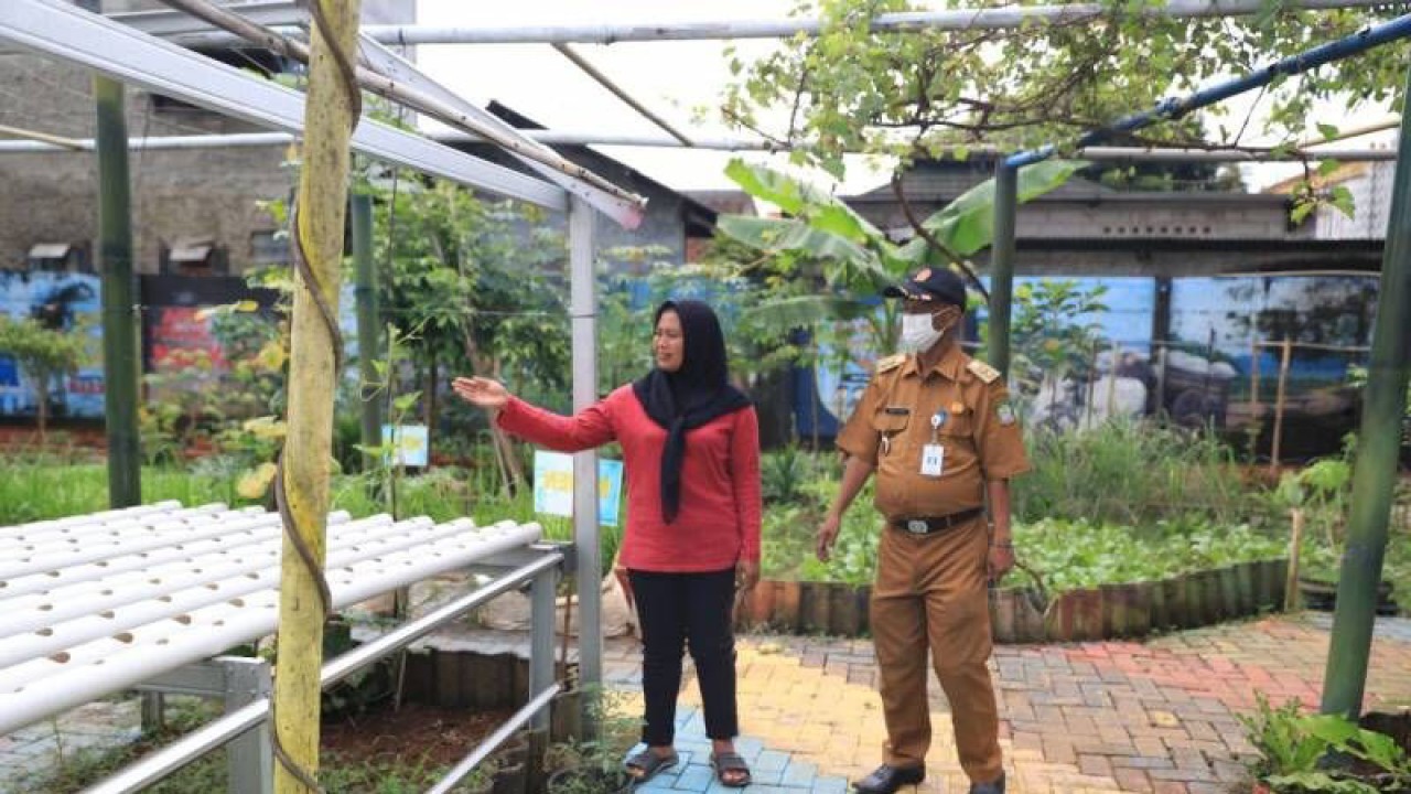 Suasana kampung iklim di Gandasari Jatiuwung Kota Tangerang. Seorang pengurus Kelompok Wanita Tani (KWT) sedang menunjukan proses pembibitan dengan teknik hydroponik kepada pegawai yang mengecek perkembangan kampung iklim. ANTARA/Irfan