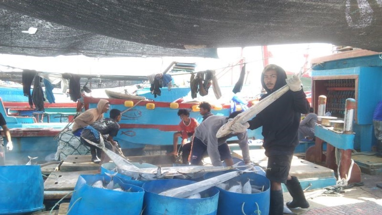 Arsip foto - Sejumlah anak buah kapal menurunkan muatan ikan di Pelabuhan Perikanan Umum Benoa Denpasar, Jumat (12/5/2023). ANTARA/Dewa Ketut Sudiarta Wiguna.