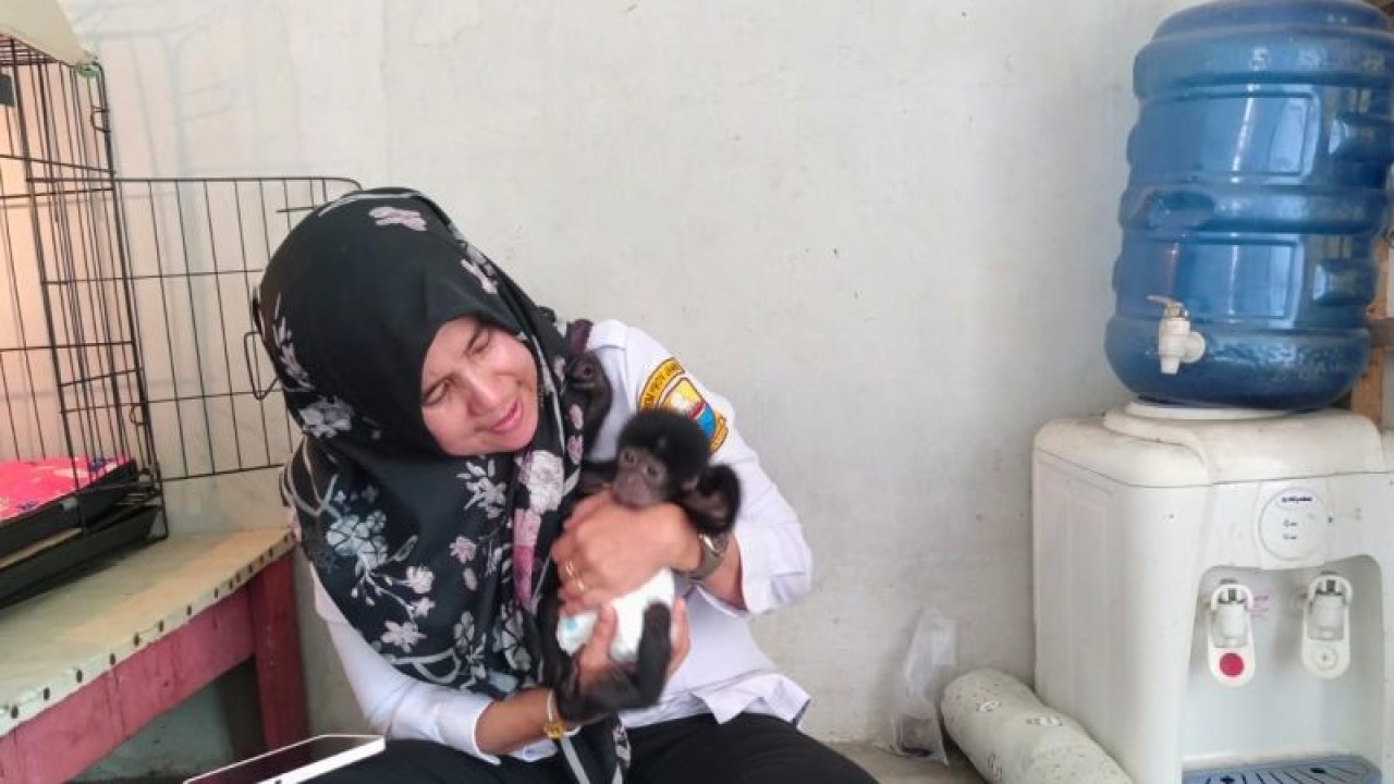 Kepala Unit Pelaksana Teknis Dinas (UPTD) Taman Rimba Jambi Erliani menggendong bayi siamang.(ANTARA/Thaliqah)