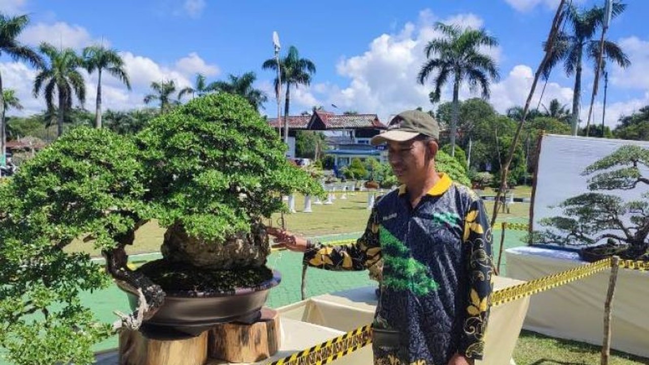 Ketua Pelaksana Kontes Bonsai Nasional Hendra (Antara/Aprionis)