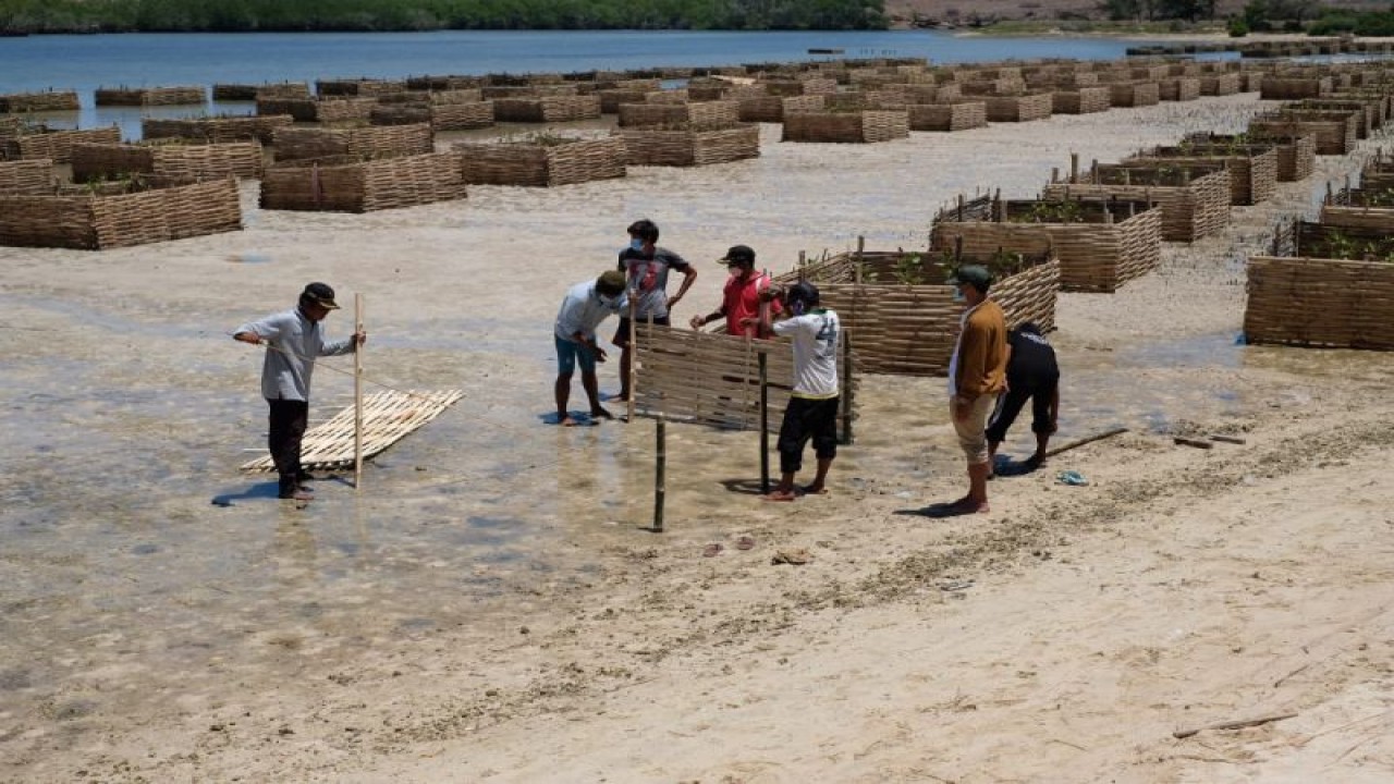 Sejumlah warga melakukan penanaman mangrove di Desa Cendi Manik, Kecamatan Sekotong, Lombok Barat, Nusa Tenggara Barat. (ANTARA/HO-Kementerian LHK)