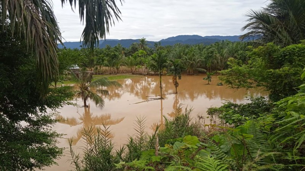 Kondisi lahan sawah masyarakat di Nagari Aia Gadang Jorong Jorong Durian Hutan Kecamatan Pasaman Kabupaten Pasaman Barat terdampak mengalami kerusakan akibat banjir, Sabtu (15/7/2023). Antara/Altas Maulana.