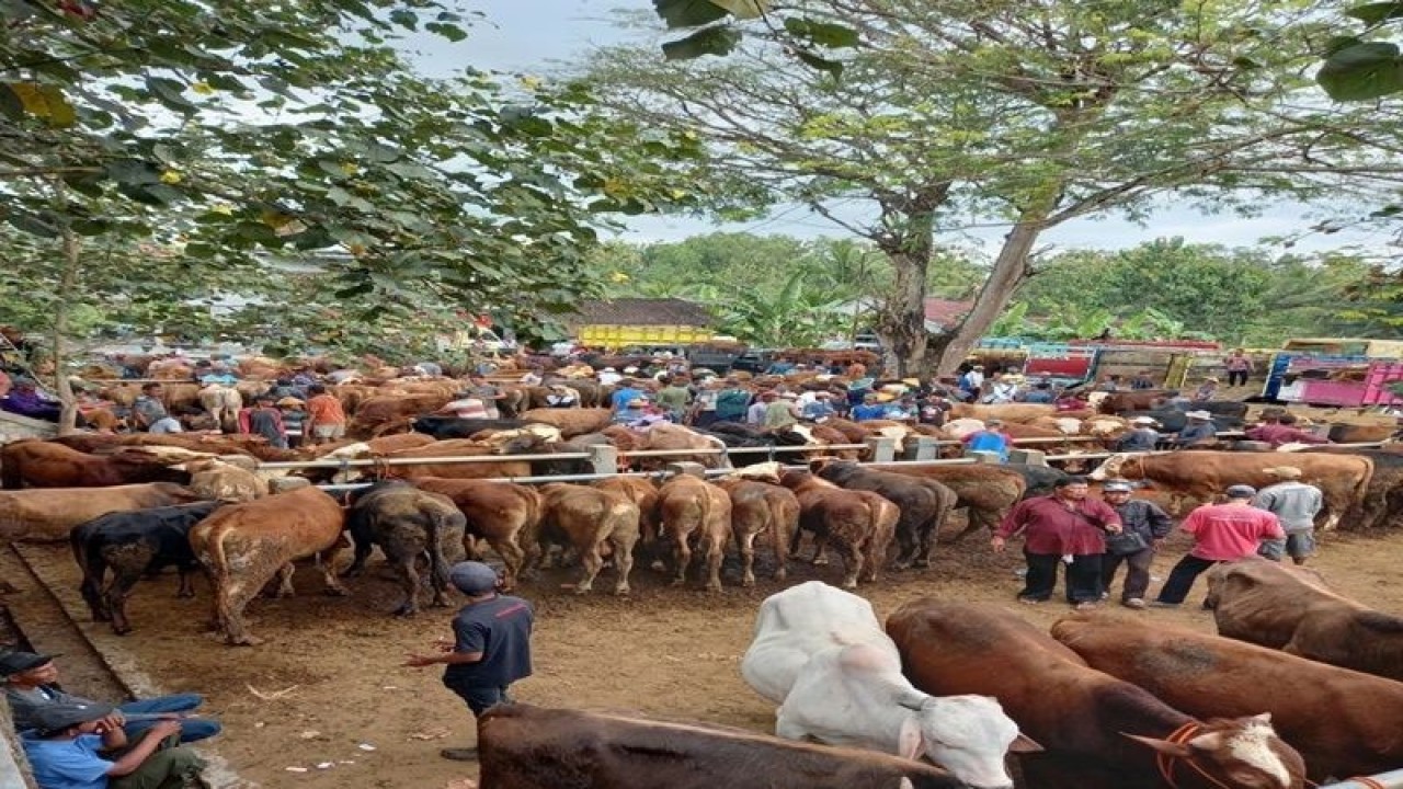 Kondisi pedagangan hewan ternak sapi di Pasar Hewan Pracimantoro Wonogiiri, Rabu (5/7/2023). ANTARA/Bambang Dwi Marwoto.