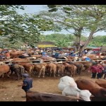 Kondisi pedagangan hewan ternak sapi di Pasar Hewan Pracimantoro Wonogiiri, Rabu (5/7/2023). ANTARA/Bambang Dwi Marwoto.-1688554586