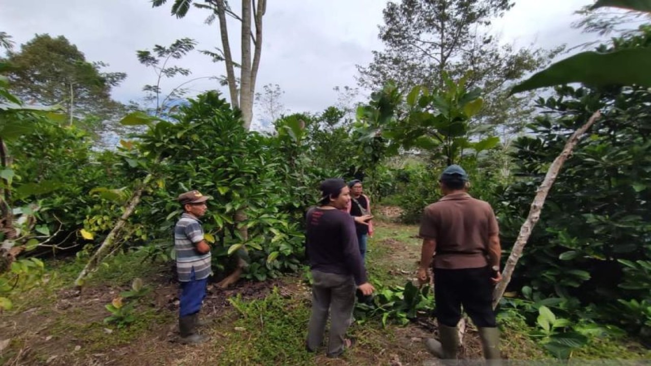 Petani kopi Liberika di Desa Sendoyan Kabupaten Sambas, Kalbar. ANTARA/Dedi