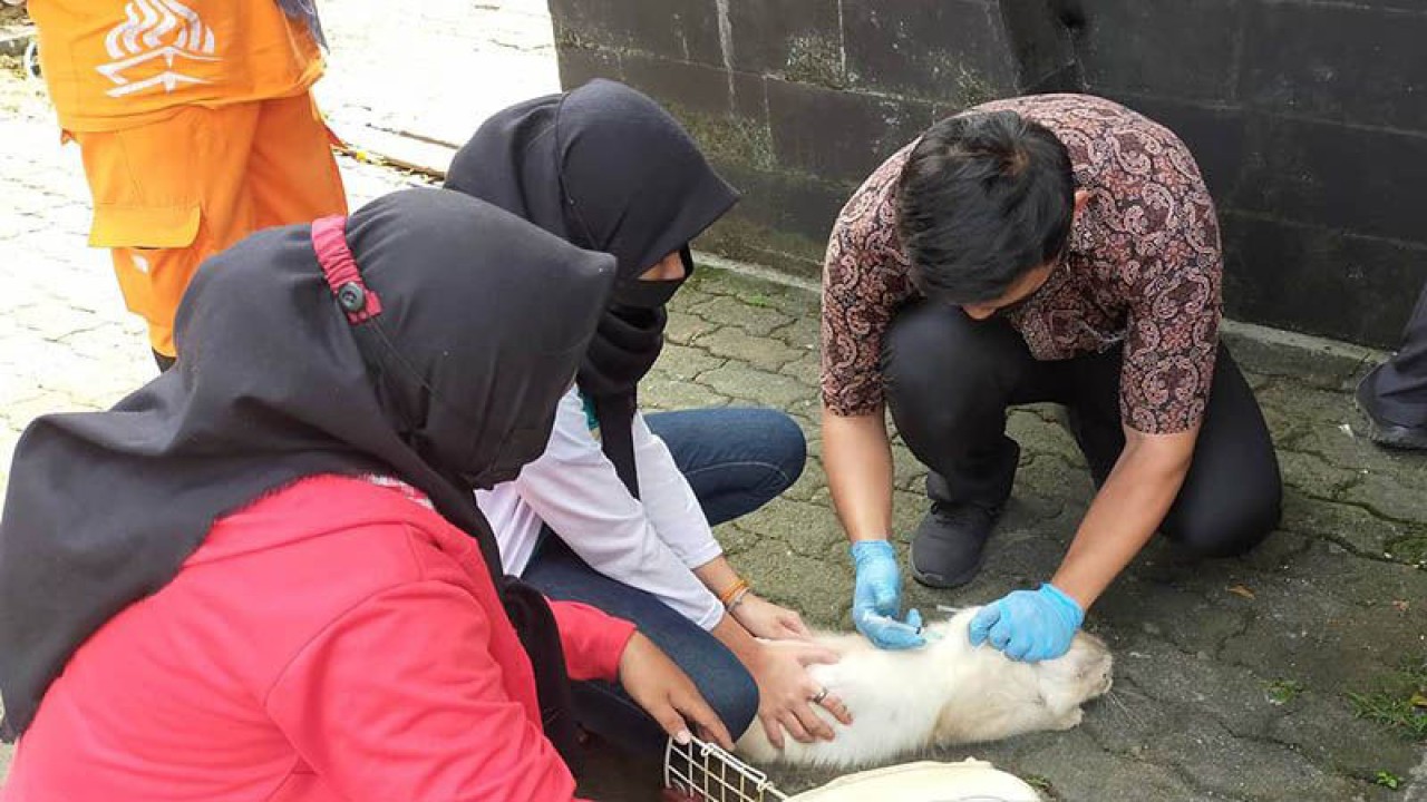 Petugas Suku Dinas Ketahanan Pangan, Kelautan, dan Perikanan (KPKP) Jakarta Timur tengah menyuntik vaksin rabies kepada kucing di Jakarta Timur. ANTARA/HO-Kominfotik Jakarta Timur/aa.