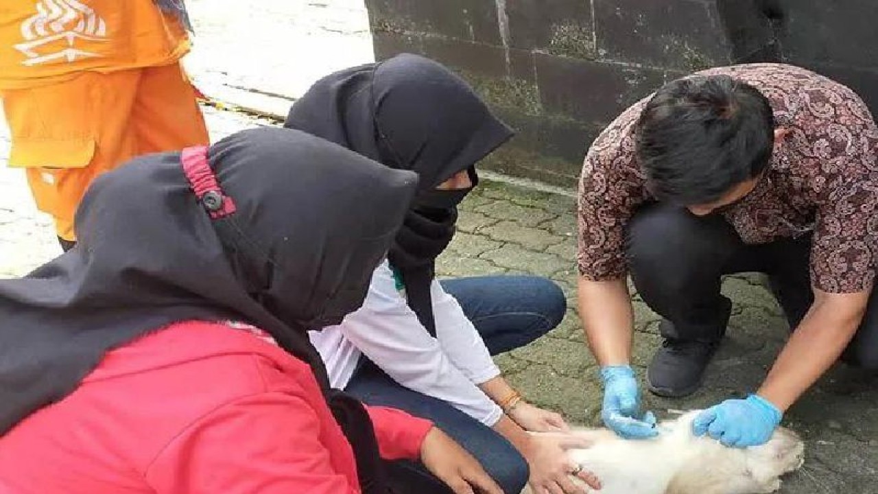 Petugas Suku Dinas Ketahanan Pangan, Kelautan, dan Perikanan (KPKP) Jakarta Timur tengah menyuntik vaksin rabies kepada kucing di Jakarta Timur. ANTARA/HO-Kominfotik Jakarta Timur/aa