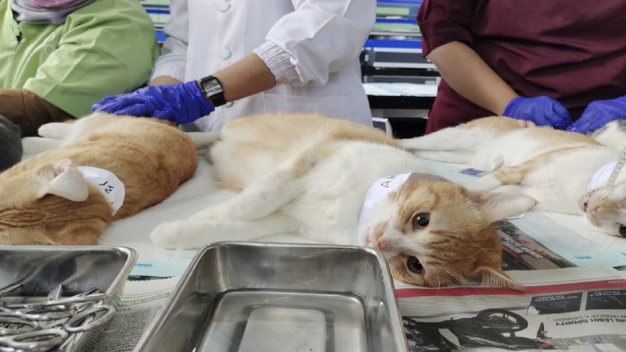 Hewan peliharaan warga Kota Bandarlampung yang tengah disterilkan di UPTD Balai Pelayanan Kesehatan Hewan, Kesehatan Masyarakat Veteriner dan Laboratorium Pakan Provinsi Lampung. ANTARA/Ruth Intan Sozometa Kanafi.