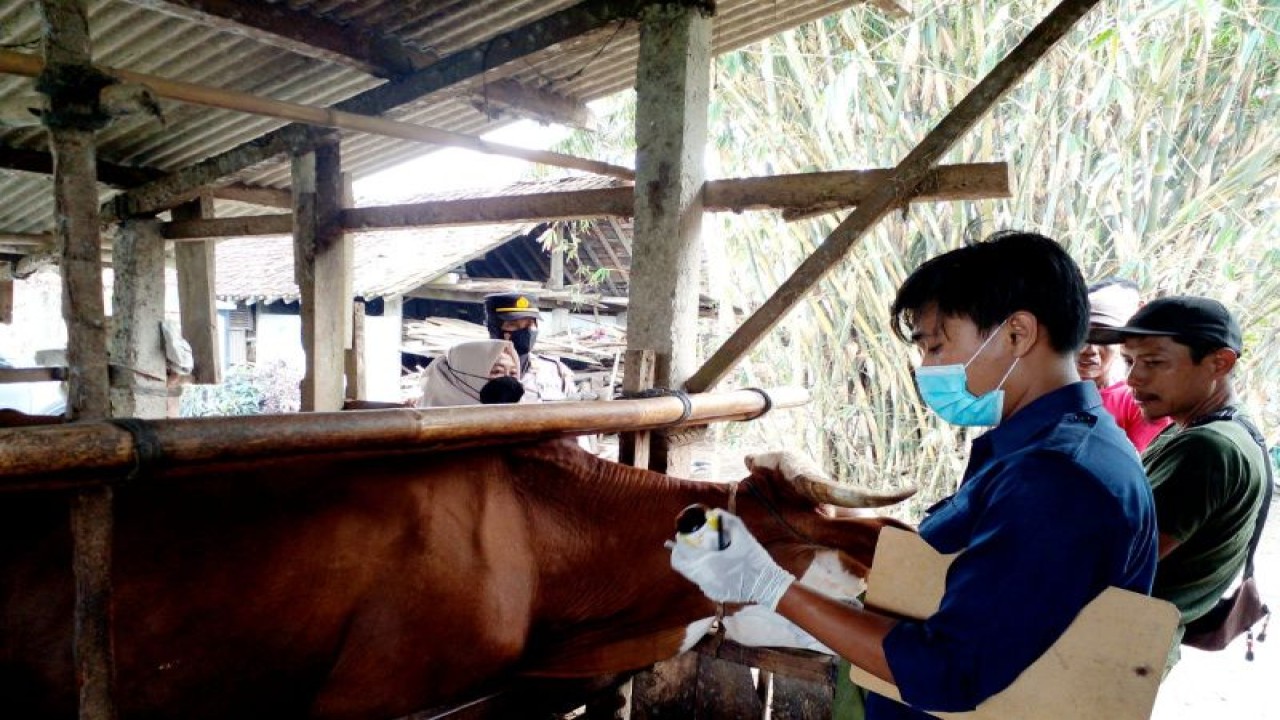 Petugas kesehatan hewan Dinas Pertanian dan Pangan Kulon Progo menyuntik sapi cegah antraks. (ANTARA/HO-Dokumen Dinas Pertanian dan Pangan Kulon Progo)