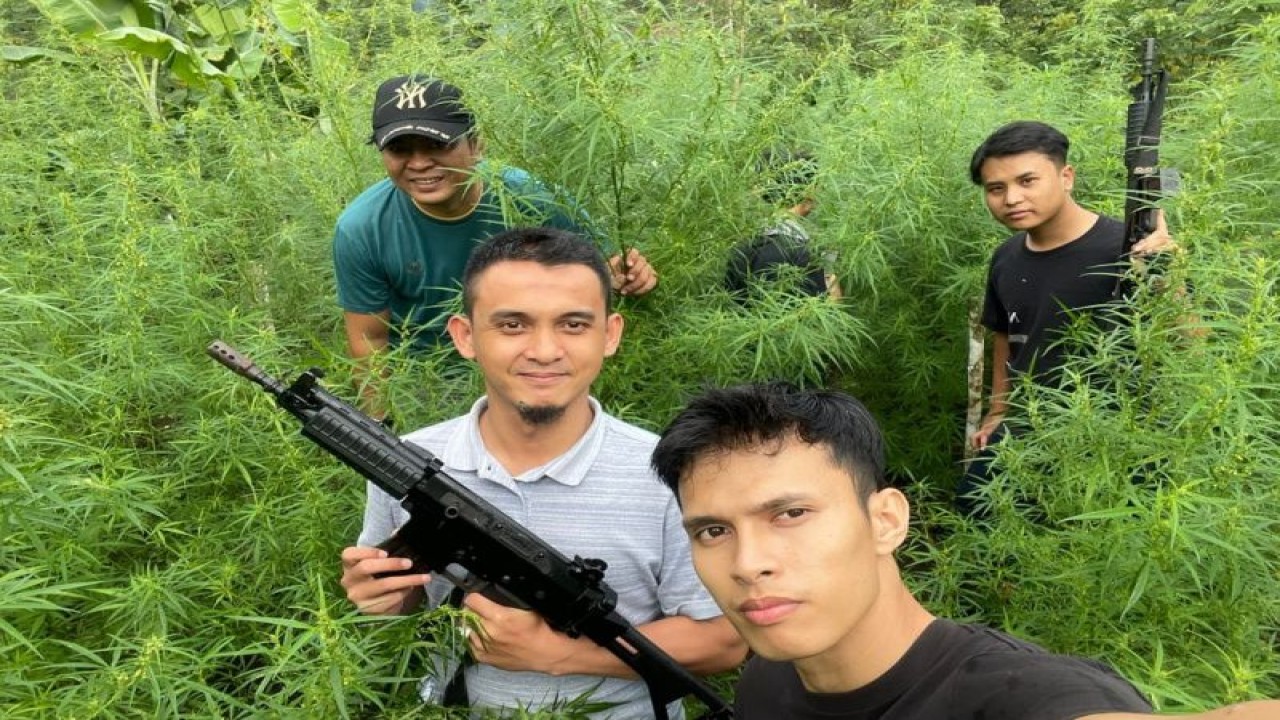 Ladang ganja temuan Dit Resnarkoba Polda Bengkulu di Kecamatan Binduriang, Kabupaten Rejang Lebong, Senin, (17/7/2023). ANTARA/HO-Polda Bengkulu