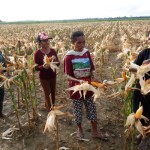 Lahan jagung yang ada di Kabupaten Keerom, Papua (ANTARA/HO-Dokumentasi Sakti)-1689678880