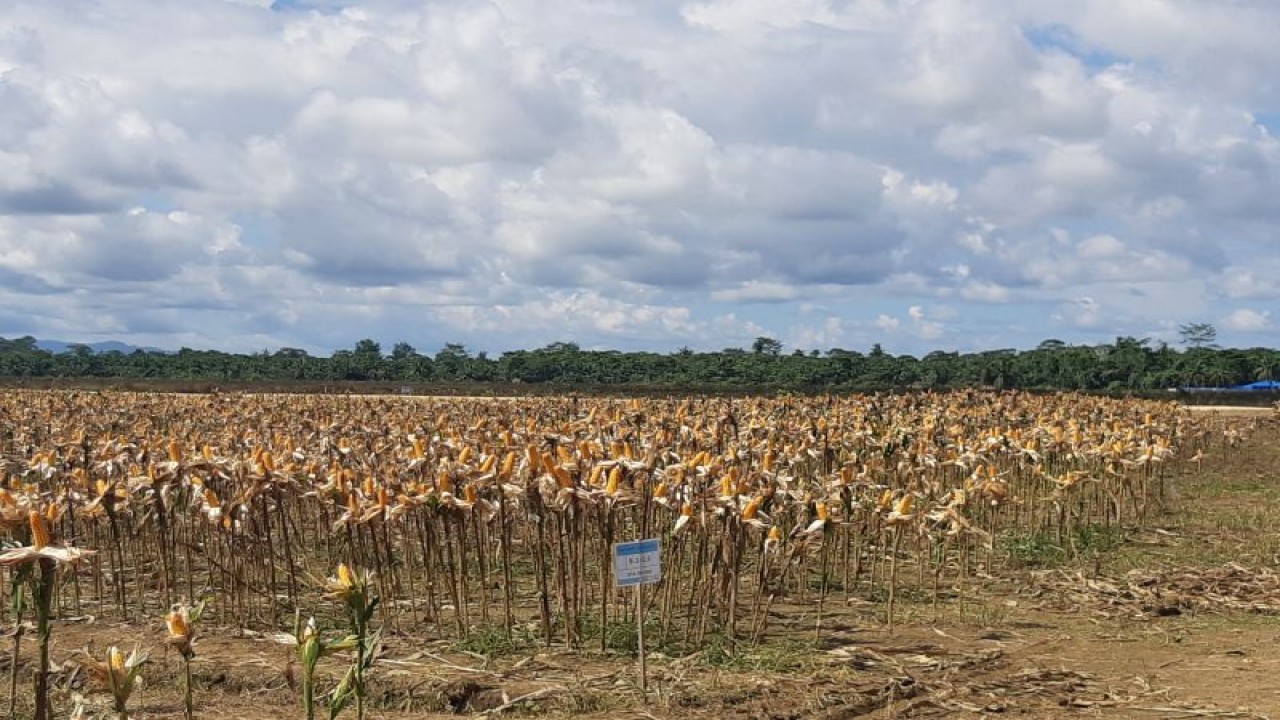 Lahan jagung yang akan dipanen Presiden Jokowi bersama 70 petani di Kabupaten Keerom,Kamis (6/7) (ANTARA/Ardiles Leloltery)