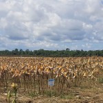 Lahan jagung yang akan dipanen Presiden Jokowi bersama 70 petani di Kabupaten Keerom,Kamis (6/7) (ANTARA/Ardiles Leloltery)-1688631738