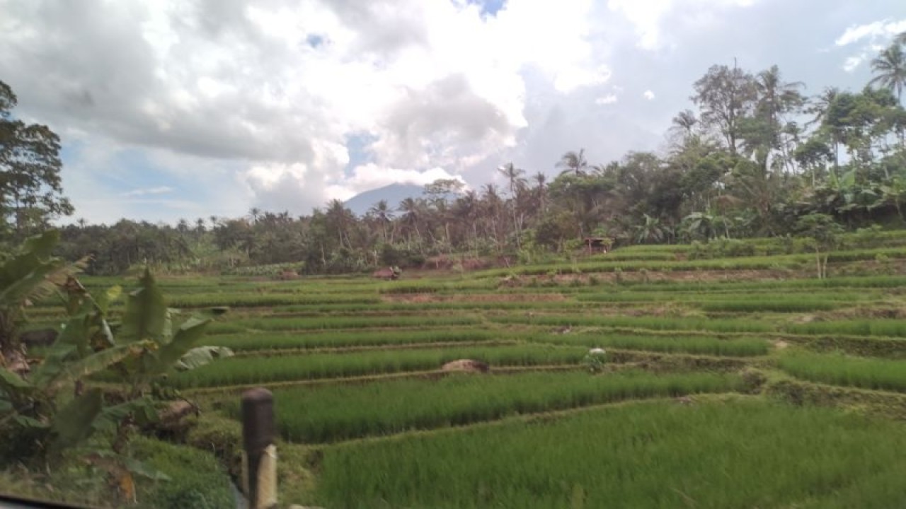 Lahan pertanian di Provinsi Lampung milik petani di Kabupaten Lampung Selatan. ANTARA/Ruth Intan Sozometa Kanafi.