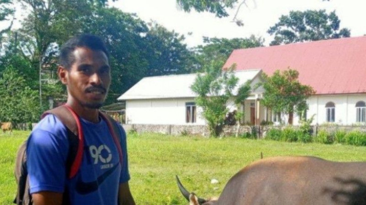 Lukas Batlayeri bersama sapi yang digembalakan di kampus Unpatti Ambon, Maluku. ANTARA/DedyAzis