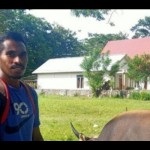 Lukas Batlayeri bersama sapi yang digembalakan di kampus Unpatti Ambon, Maluku. ANTARA/DedyAzis-1688366307