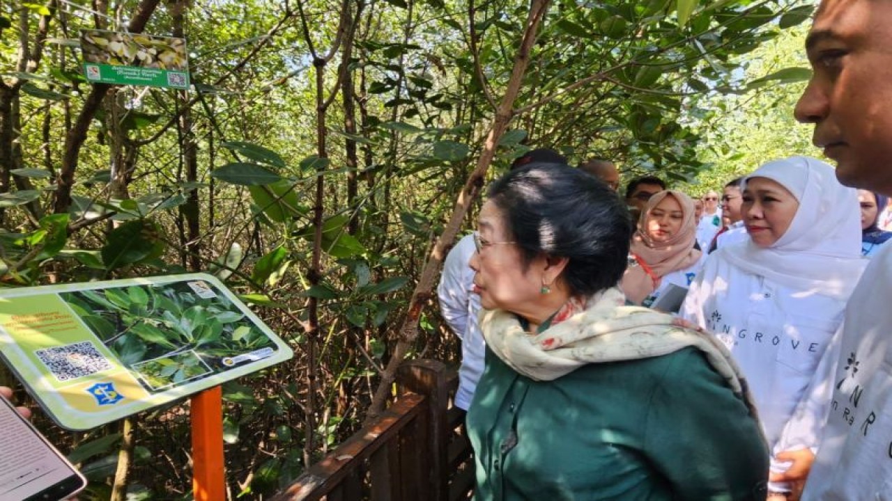 Ketua Dewan Pengarah BRIN Megawati Soekarnoputri didampingi Wali Kota Surabaya Eri Cahyadi dan Gubernur Jawa Timur Khofifah Indarparawansa mengamati salah satu jenis mangrove di Kebun Raya Mangrove Gunung Anyar Surabaya, Rabu (26/7/2023). ANTARA/HO-Pemkot Surabaya (ANTARA/HO-Diskominfo Surabaya)