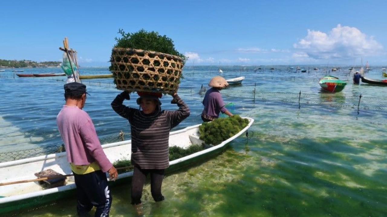 Petani mengangkut rumput laut usai dipanen di perairan Pulau Lembongan, Kabupaten Klungkung, Provinsi Bali, Selasa (27/6/2023). (ANTARA/Sugiharto Purnama)