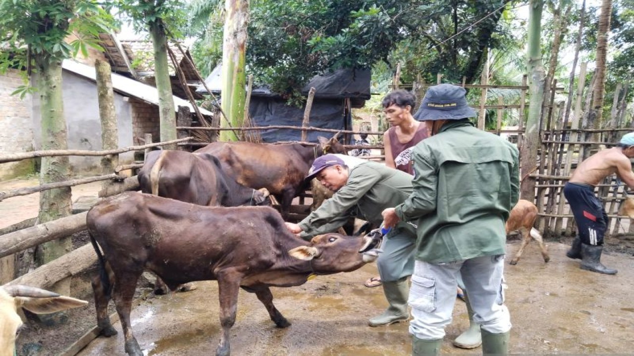 Petugas Dinas Peternakan dan Perikanan OKU memeriksa kesehatan hewan ternak, Sabtu. (ANTARA/Edo Purmana/23)