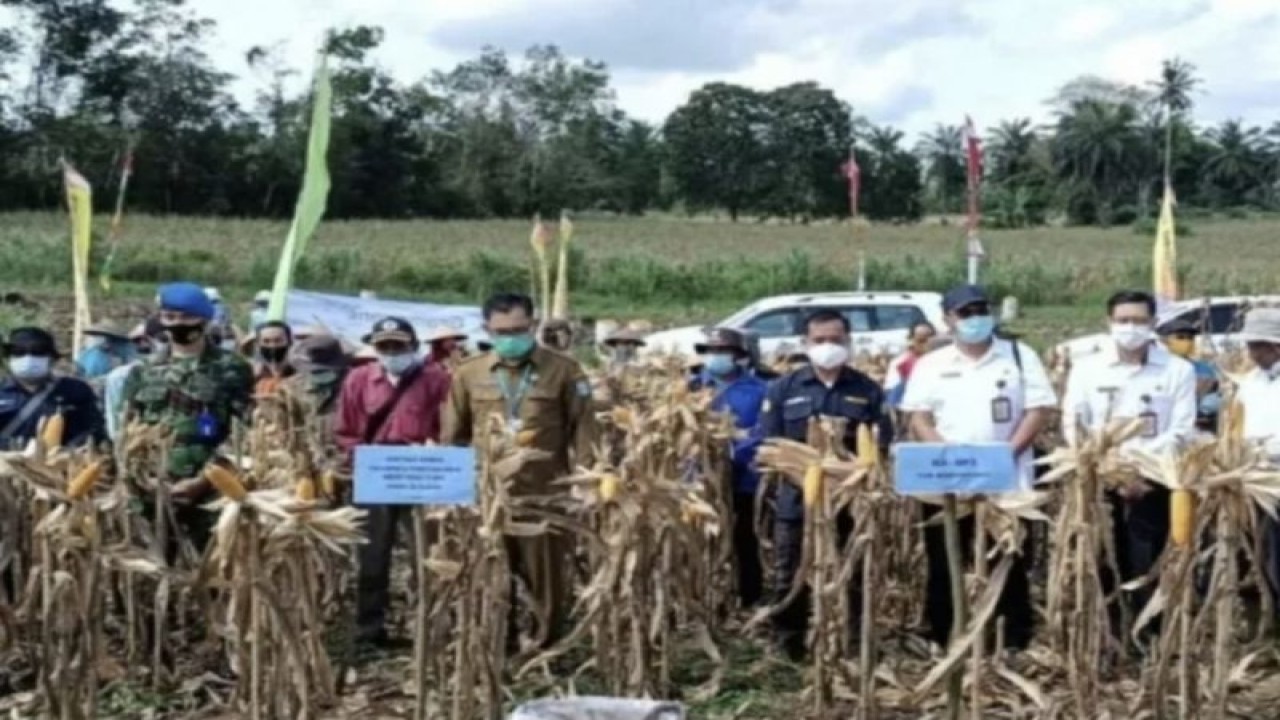 Aktivitas panen jagung di Bengkayang, Kalbar, beberapa waktu lalu. ANTARA/Dedi