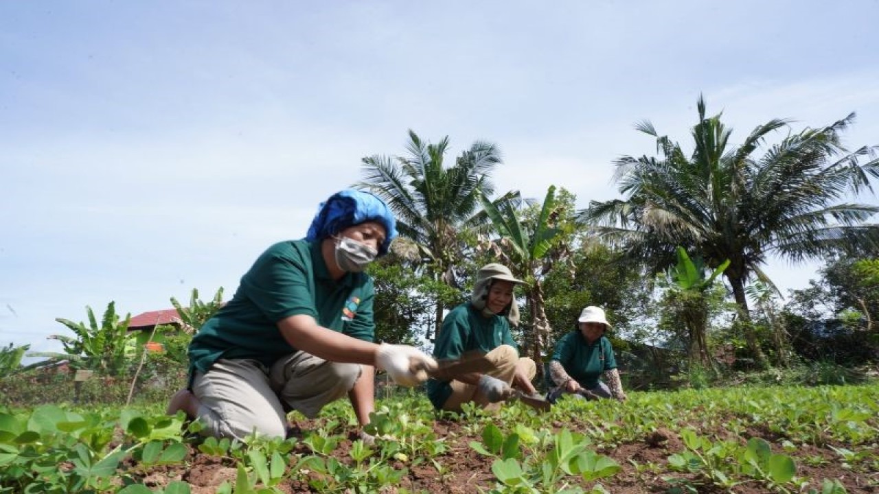 Pemberdayaan masyarakat oleh PT Vale melalui pertanian organik. (ANTARA/HO-Vale Indonesia)