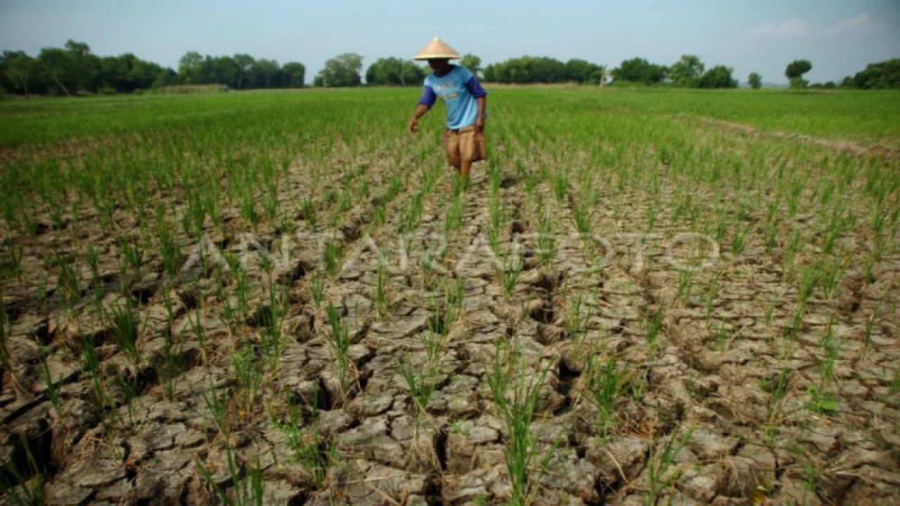 Petani melihat kondisi sawah yang mengering di Desa Kedung Kelor, Kabupaten Tegal, Jawa Tengah, Sabtu (17/6/2023). (ANTARA FOTO/Oky Lukmansyah/nz)