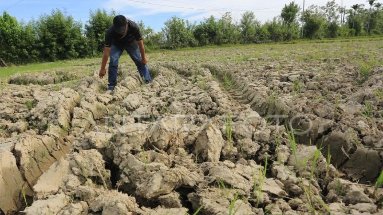 Warga memperlihatkan kondisi sawah yang kering di Desa Pasie Jambu, Kaway XVI, Aceh Barat, Aceh, Kamis (8/6/2023). (ANTARA FOTO/Syifa Yulinnas/foc.)