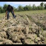 Pemkab Aceh Barat: Hanya 386 hektare sawah bisa digarap karena kemarau-1688713099
