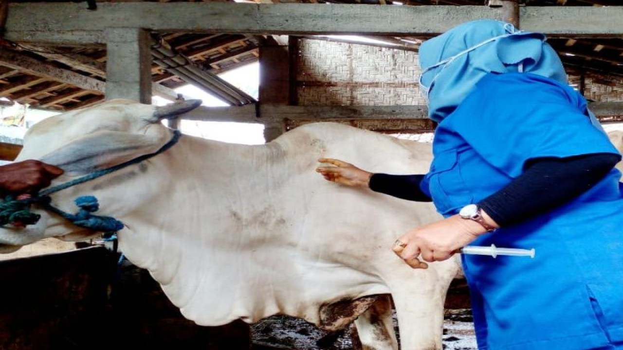 Petugas kesehatan Kabupaten Kulon Progo memberikan vaksin pada hewan ternak. (ANTARA/HO-Dokumen Dinas Pertanian dan Pangan Kulon Progo)