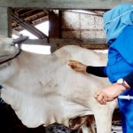 Pemkab Gunungkidul tidak menetapkan status KLB atas kasus antraks-1688632157