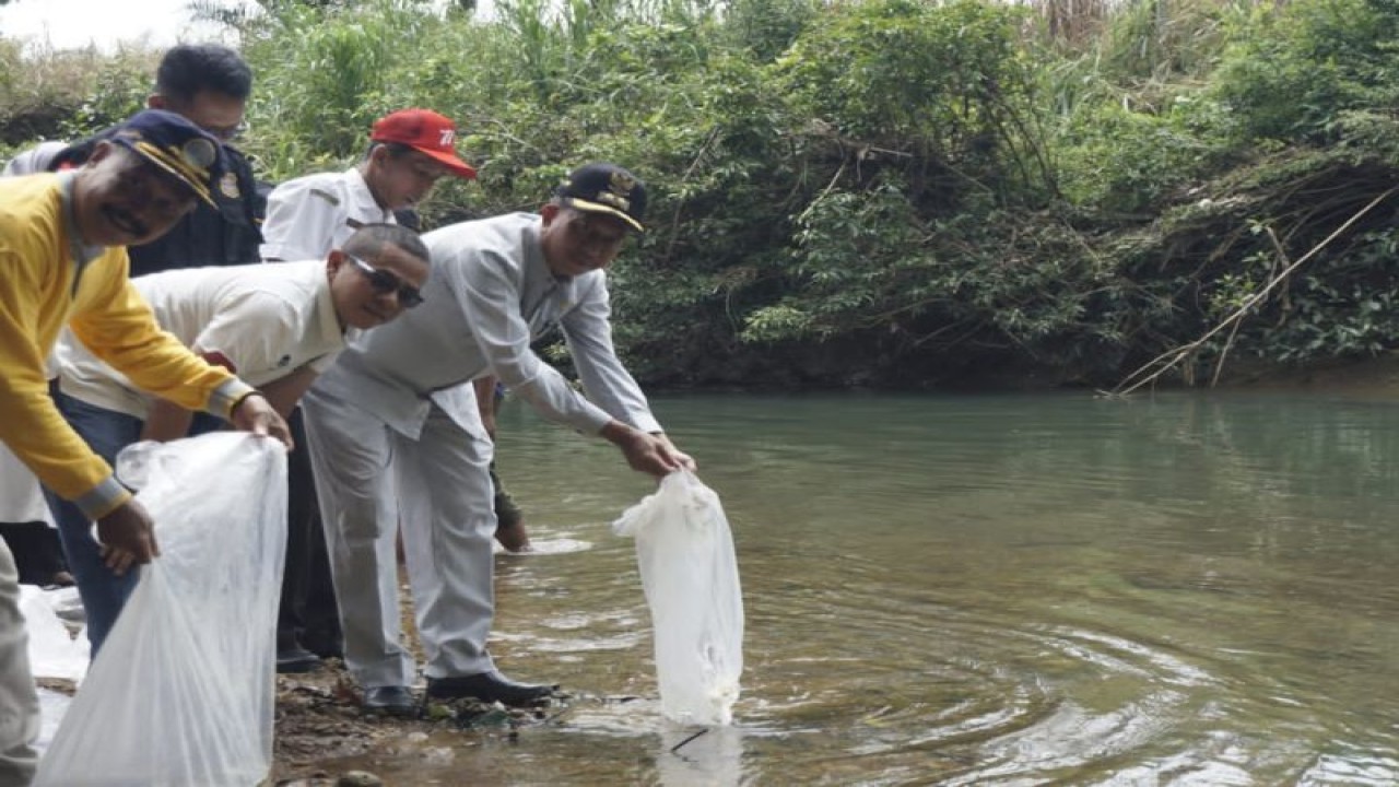 Wakil Bupati Pasaman Barat Risnawanto saat menabur ikam jenis garing ke Sungai Batang Lapu Lubuak Godang Nagari Koto Tangah Kecamatan Koto Balingka untuk kelestarian ikan di sungai dan upaya peningkatan ekonomi masyarakat, Kamis. Antara/Altas Maulana.