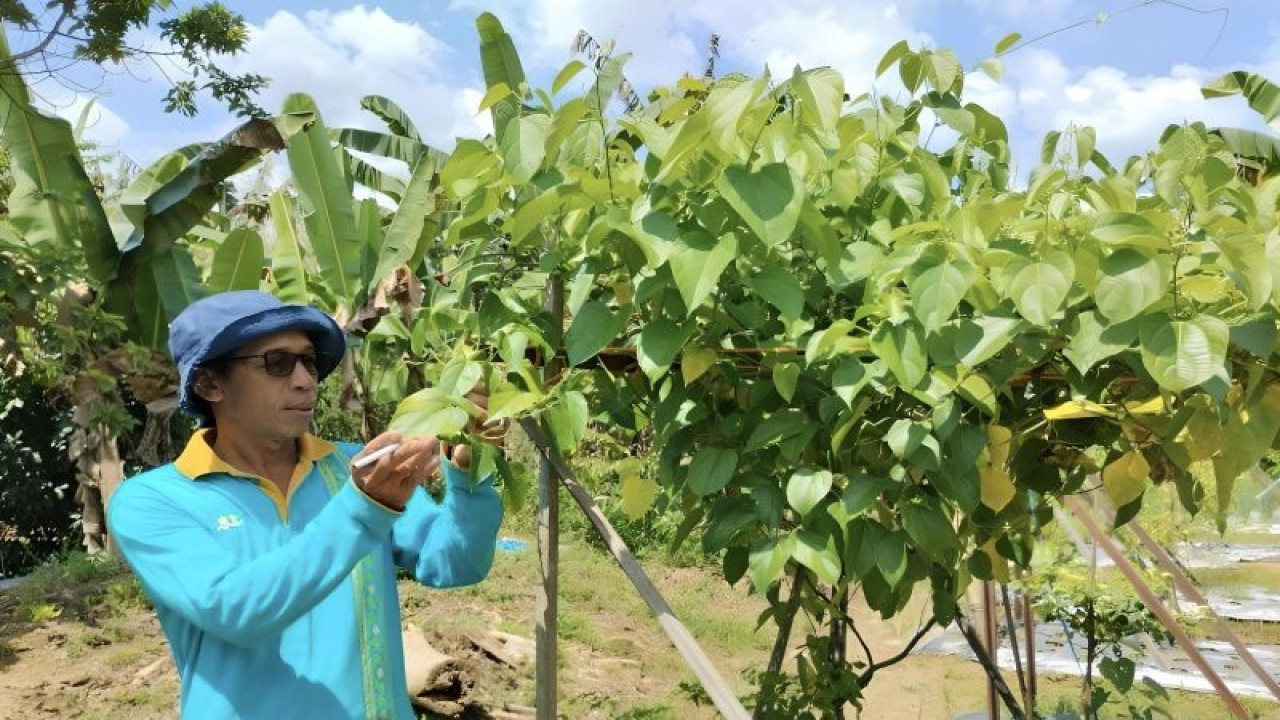 Seorange petani Desa Nalui, Kecamatan Jaro, Kabupaten Tabalong, Kalimantan Selatan, Husaini, di areal kebun kacang Sacha Inchi yang mulai dikembangkan sejak Januari 2023. (ANTARA/Herlina Lasmianti)