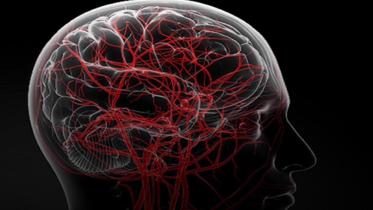 Ilustrasi kepala manusia (net)
