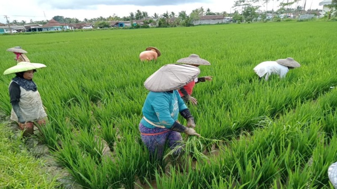 Petani di Blok Kalanganyar Kabupaten Lebak tengah menebar pupuk bersubsidi jenis urea pada tanaman padi yang berusia 15 hari setelah tanam guna menumbuhkan daun hijau sehingga dapat menyuburkan tanaman padi.ANTARA/Mansyur