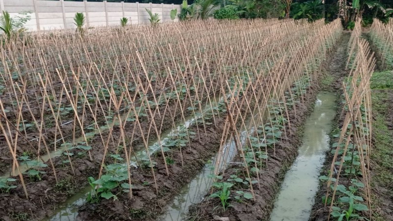 Petani Kabupaten Lebak melakukan gerakan tanam ketimun guna memenuhi permintaan pasar.ANTARA/Mansur