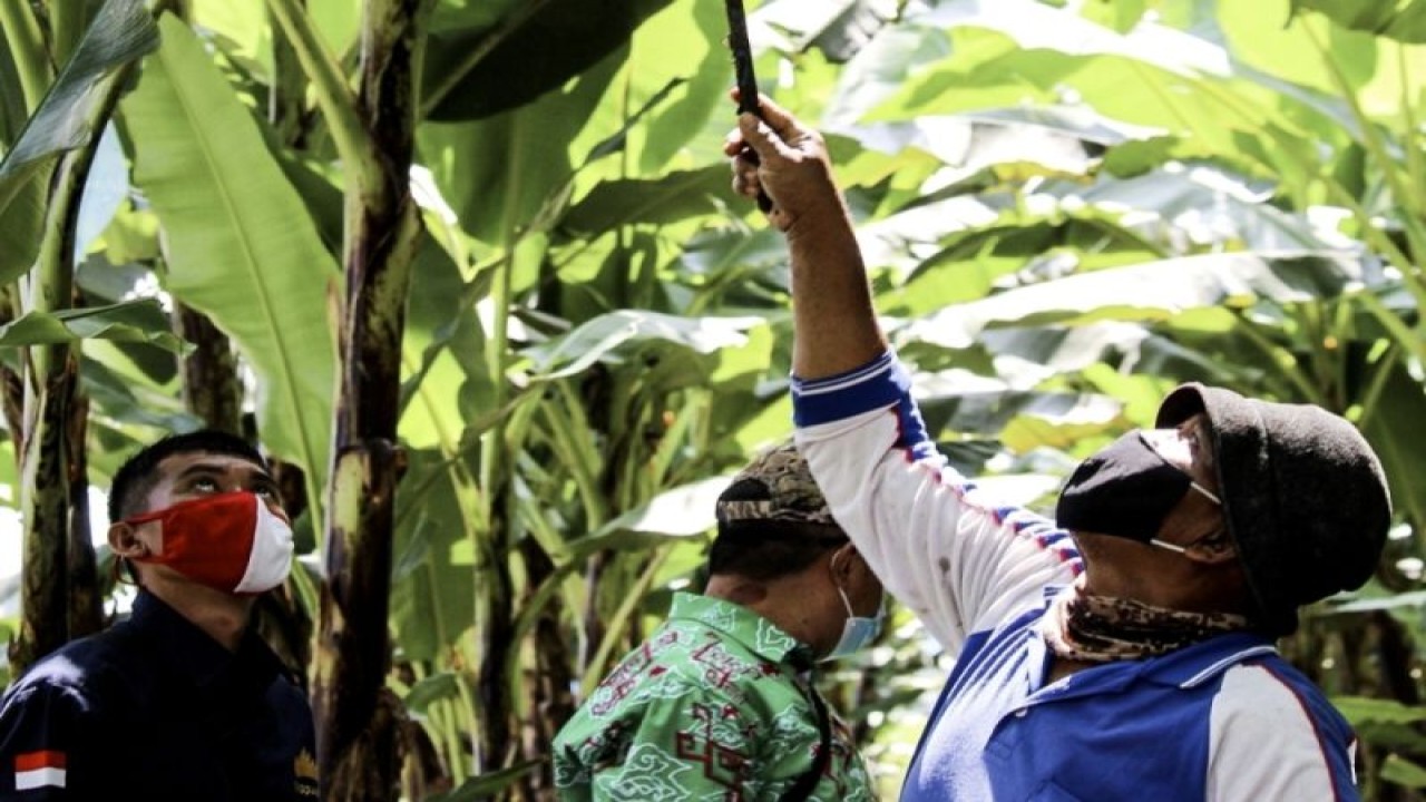Petani mitra PT Great Giant Pineapple di Kabupaten Tanggamus tengah memeriksa tanama pisang di kebun yang telah menerapkan sistem pertanian hijau dan ekonomi sirkular. ANTARA/Ruth Intan Sozometa Kanafi.