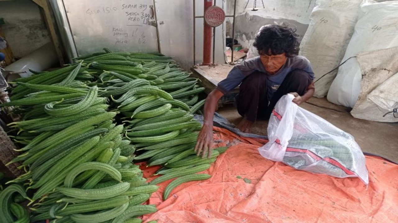 Petani Sajira memasukan produksi hasil pertanian sayuran ke dalam karung untuk dipasok ke Pasar Induk Tanah Tinggi Kota Tangerang. ANTARA/Mansyur