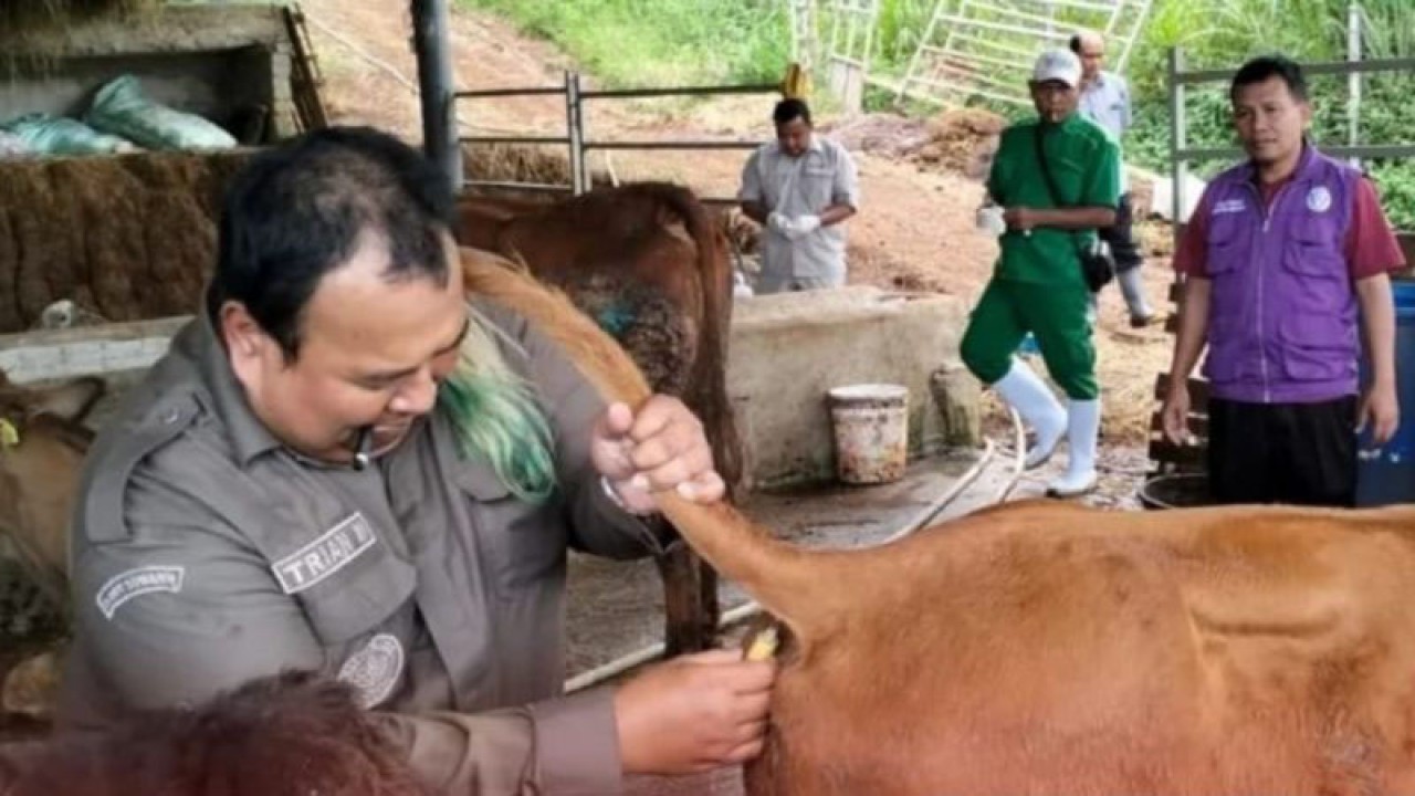 Petugas kesehatan hewan dari Dinas Peternakan Kesehatan Hewan dan Perikanan (DPKHP) Kabupaten Cianjur, Jawa Barat, Rabu (12/7/2023) melakukan pemeriksaan rutin kesehatan hewan di sejumlah peternakan.(FOTO ANTARA/Ahmad Fikri). (Ahmad Fikri)