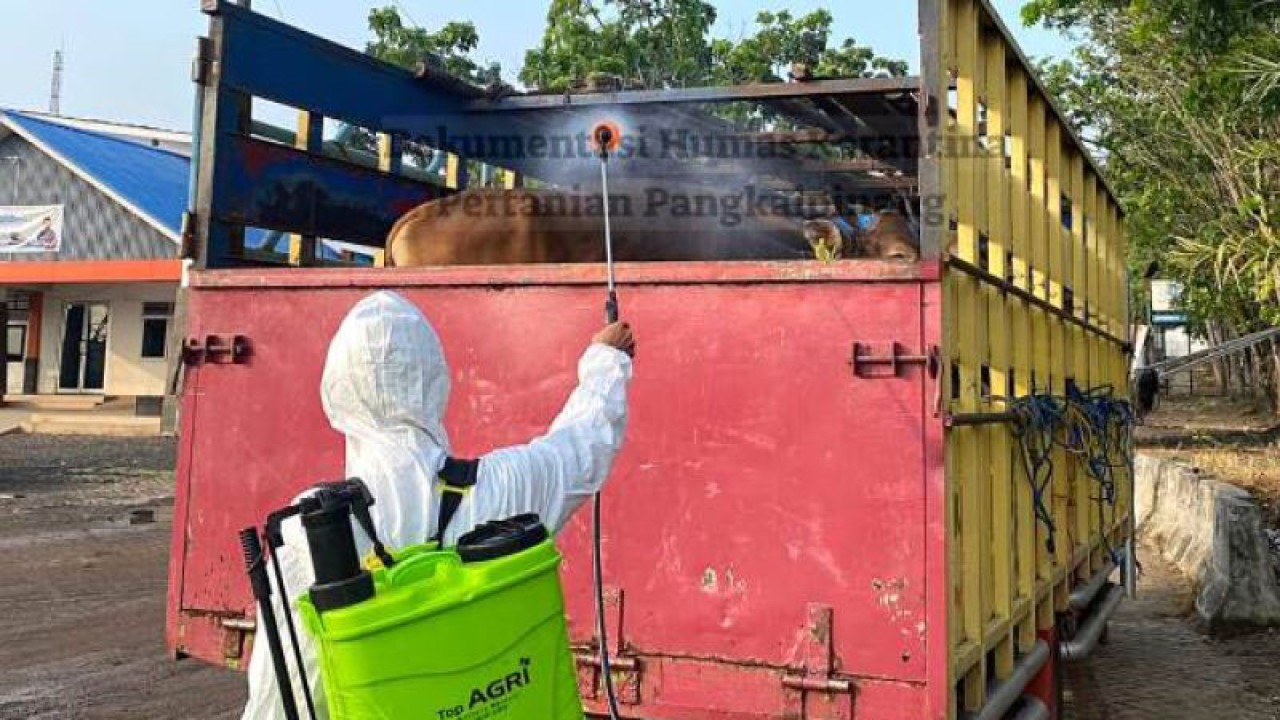 Petugas Balai Karantina Pertanian Kelas II Pangkalpinang melakukan penyemprotan disinfektan ke sapi dari luar daerah di Pelabuhan Pangkalbalam. (Humas Balai Karantina Pertanian Pangkalpinang)