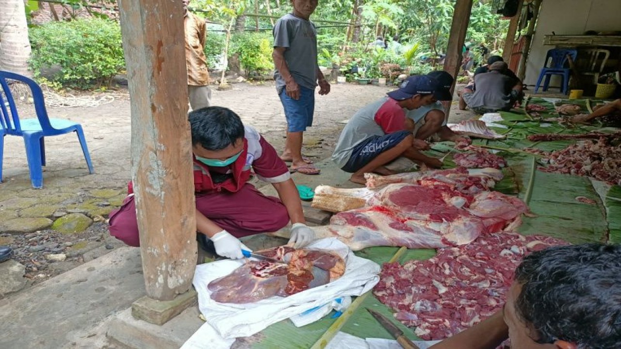 Petugas kesehatan hewan Kulon Progo memantau penyembelihan hewan kurban. ANTARA/HO-Dinas Pertanian dan Pangan Kulon Progo