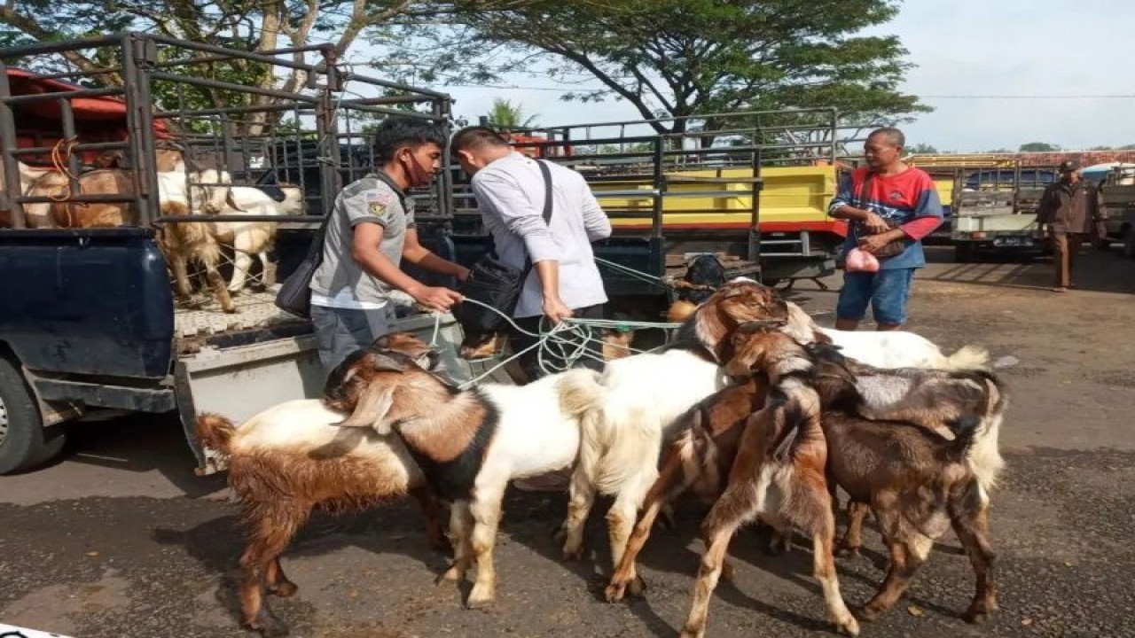 Petugas melakukan pemeriksaan kesehatan hewan di pasar hewan, Kabupaten Gunungkidul. (ANTARA/HO-Instagram dpkh_gunungkidul)
