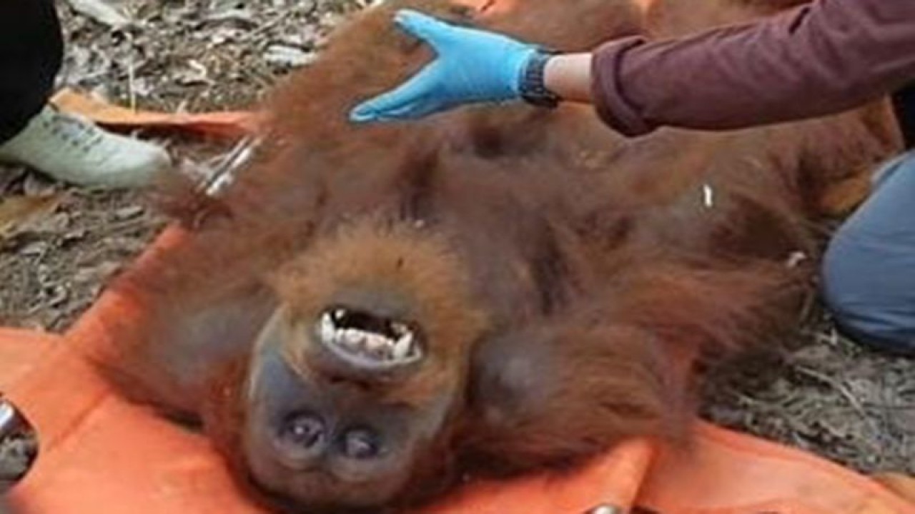 Petugas mengevakuasi orang utan dari perkebunan di Kabupaten Aceh Tamiang. ANTARA/HO-BKSDA Aceh