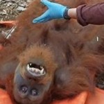 Petugas mengevakuasi orang utan dari perkebunan di Kabupaten Aceh Tamiang. ANTARA/HO-BKSDA Aceh-1689852373