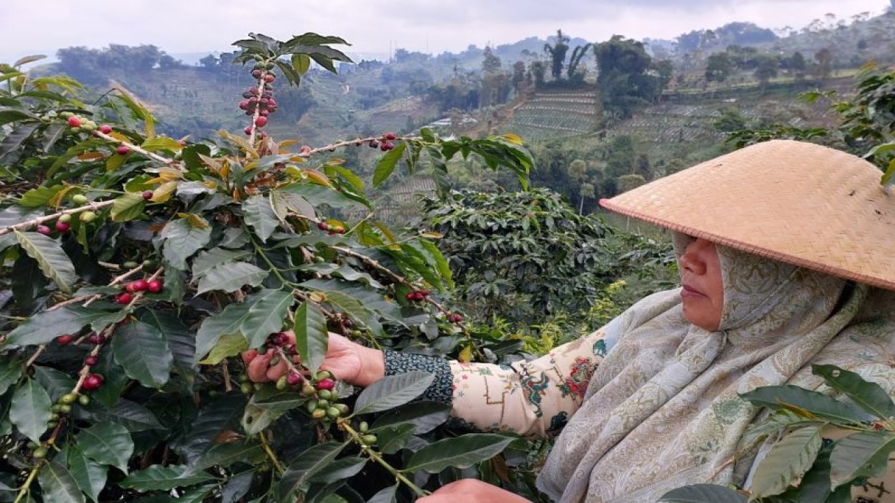 Petani di Kampung Kopi Konservasi Desa Pegundungan, Banjarnegara, Jawa Tengah, yang merupakan binaan PT PLN Indonesia Power Unit Mrica PGU. ANTARA/HO-PT PLN IP