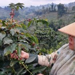 PLN Indonesia Power sebut Kampung Kopi Konservasi Mrica terapkan CSV-1689161812