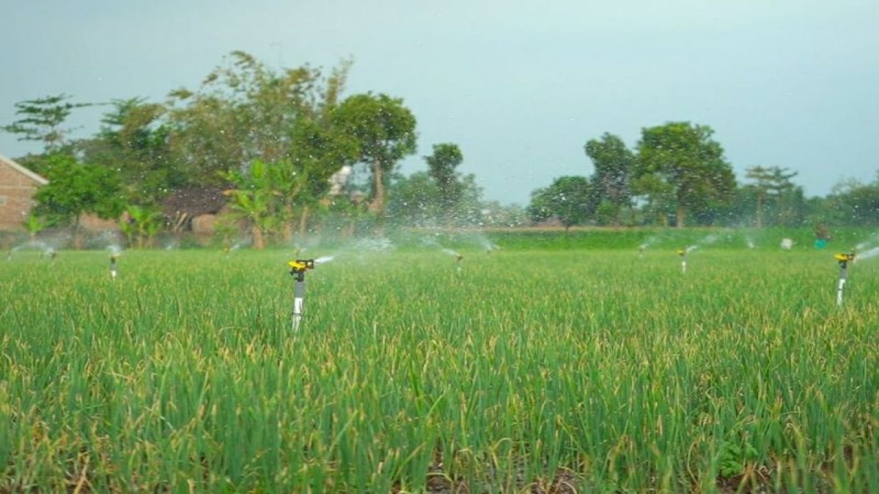Ilustrasi-Metode penyiraman otomatis tanaman bawang menggunakan "water sprinkler" di Desa Betet, Nganjuk, Jawa Timur. Dengan menggunakan listrik, petani melakukan penyiraman tanaman bawang secara otomatis melalui "sprinkle" air yang ditempatkan di tengah-tengah areal persawahan. ANTARA/HO-PLN