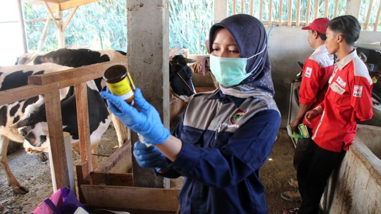 Seorang petugas Keswan Disnakkan bersama relawan PMI melakukan vaksinasi antraks terhadap hewan ternak sapi, di Desa Banyuanyar Kecxamatan Ampel Kabupaten Boyolali, Rabu (12/7/2023). ANTARA/Bambang Dwi Marwoto.