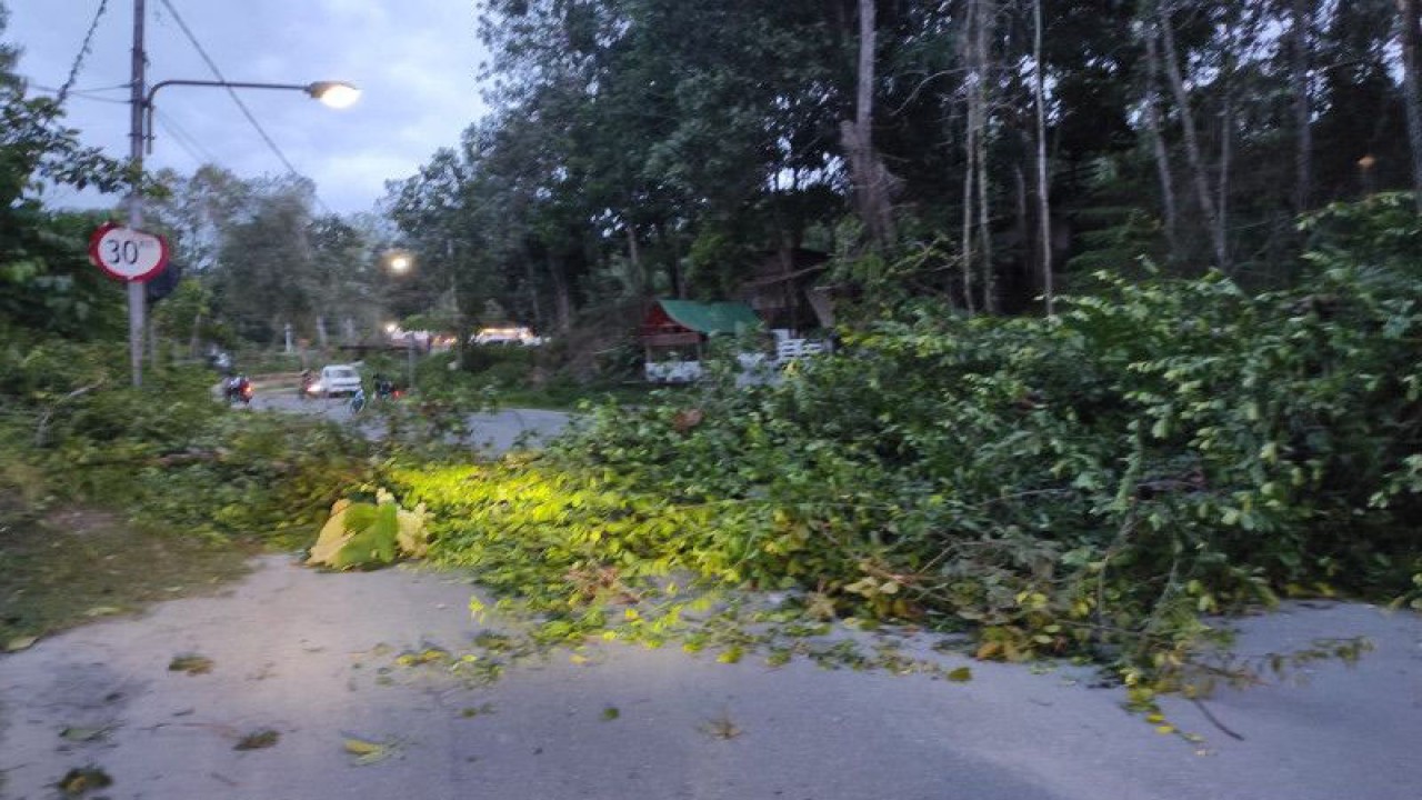 Material pohon tumbang menutupi badan Jalan Agatis di Tanjung Selor, Kabupaten Bulungan pasca angin kencang melanda daerah ini pada Sabtu (15/7/2023) petang. (ANTARA/HO)